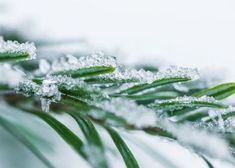 the needles of a pine tree are covered with ice and snow flecked with dew