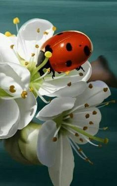 a lady bug sitting on top of white flowers