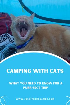 Camping with cats Cats Camping, Gear List