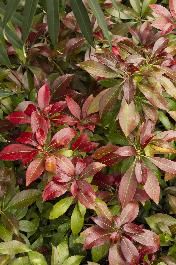 some red and green plants are growing together