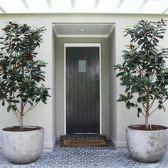 two large potted trees in front of a door