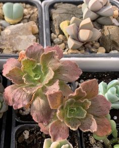 several different types of succulents in trays with rocks and gravel around them