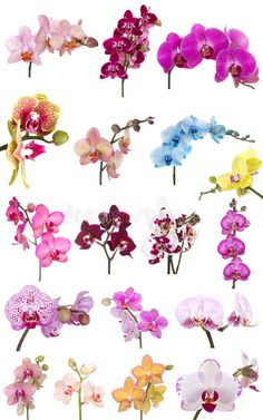 various types of orchids in different colors and sizes on a white background with clipping