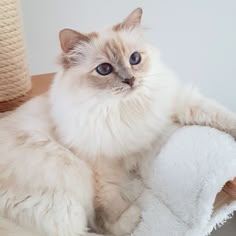 a white cat laying on top of a wooden table