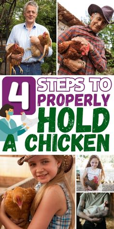 there are pictures of people holding chickens in their hands and the title says, steps to properly hold a chicken