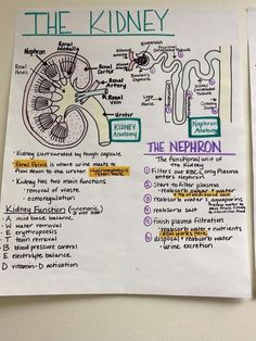 the kidney diagram on a piece of paper next to a poster with information about it