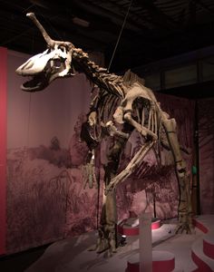 an animal skeleton is on display in a museum