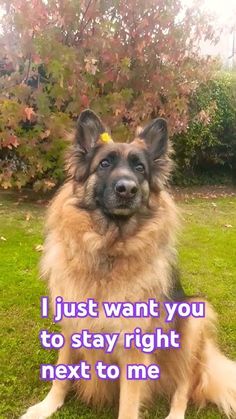 a dog sitting in the grass with a quote on it's front and back