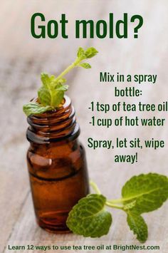 a bottle with a sprout growing out of it and the caption says, got mold? mix in a spray bottle 1 cup of tea tree oil i cup of hot water spray, spray, spray,