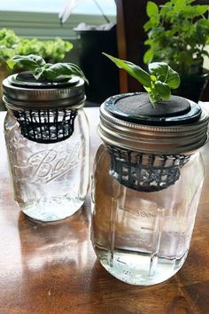 two mason jars with plants in them sitting on a table next to eachother