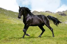 a black horse galloping through a grassy field