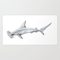 a watercolor painting of a shark on white paper by artist and photographer mark taylor