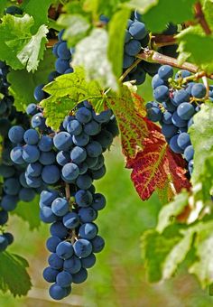 bunches of grapes hang from the vine with green leaves