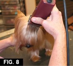 Yorkie: Short Trim | Groomer to Groomer - Pet Grooming News, Stories, and Videos Poodle Haircut