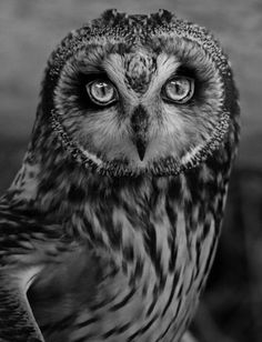 black and white photograph of an owl looking at the camera