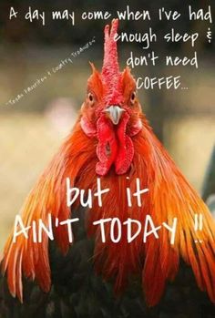 a red rooster with words written on it's face and the caption, but it isn't today