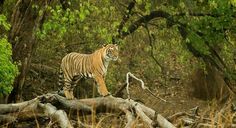 a tiger standing on top of a fallen tree