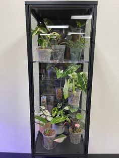 a display case filled with lots of different types of potted plants on top of a blue table