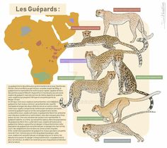 an illustrated map shows the different types of cheetah and leopards in africa