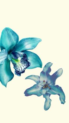 two blue orchids are on a white background and one is in the foreground