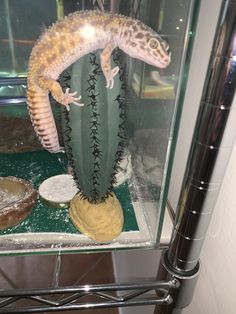 a gecko sitting on top of a green cactus in a glass case next to other items