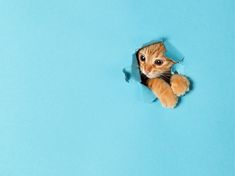 an orange kitten peeks through a hole in the wall with it's paw sticking out