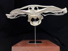 an animal skull is displayed on a wooden stand