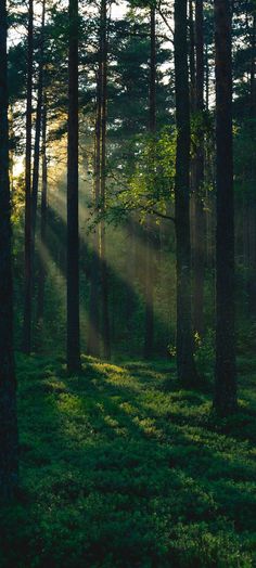 sunlight shining through the trees in a forest