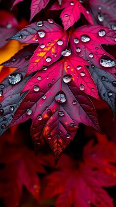 red leaves with drops of water on them