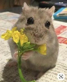 a hamster is holding a yellow flower in it's mouth