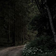 a dirt road in the middle of a forest with white flowers growing on both sides