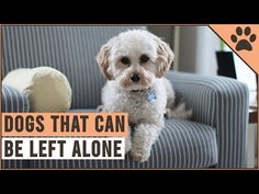 Top 10 Dogs That Dont Smell - YouTube Leave Alone, What Dogs, Types Of Dogs, Left Alone