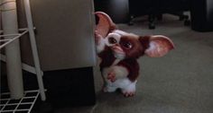 a small brown and white dog standing on its hind legs