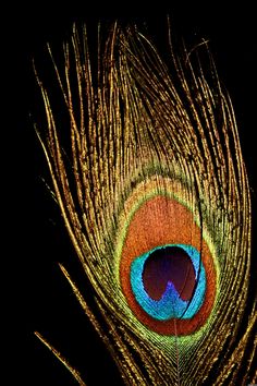 the tail of a peacock's feathers is lit up