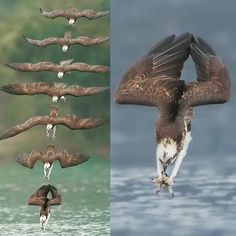 an eagle flying in the air above water and another photo of birds with wings spread out