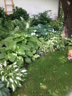 a dog is standing in the grass near some plants