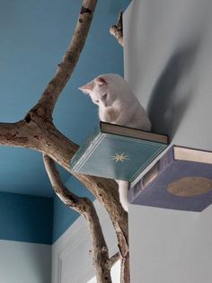 a white cat sitting on top of a book in a tree