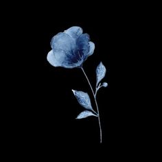 a single blue flower on a black background