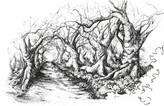 an ink drawing of a tree lined path