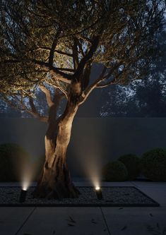 three lights are shining on a tree in the night time, and it is illuminated by two spotlights