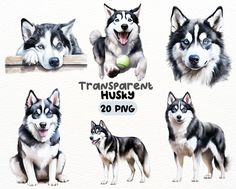 four husky dogs with different expressions and their names