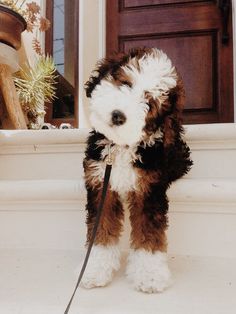 a small brown and white dog standing on the steps