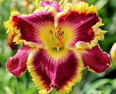 a red and yellow flower with green leaves in the background