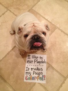 a dog holding a sign that says i like to eat playdou it makes my pops colorful