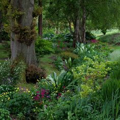 a lush green forest filled with lots of trees and flowers next to a tree trunk