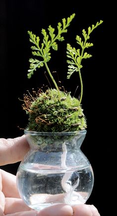 a hand holding a glass vase filled with water and moss growing out of the top