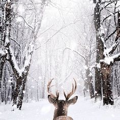 a deer standing in the middle of a forest with snow falling all over it's sides