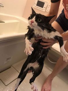 a black and white cat being washed in a bathtub by a person holding it