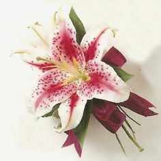 a white and red flower with green leaves