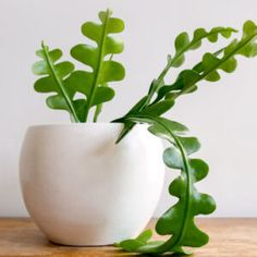 a plant in a white vase sitting on a wooden table next to it's leaves